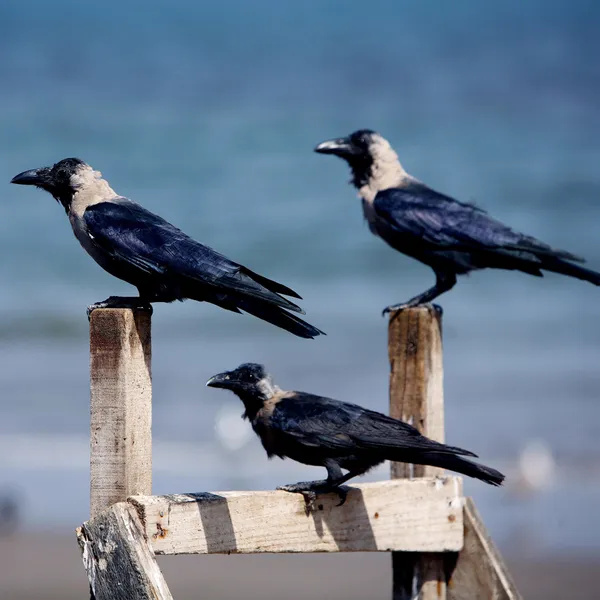 Kevin Cummins, 100 For 100, Oman III, 2015