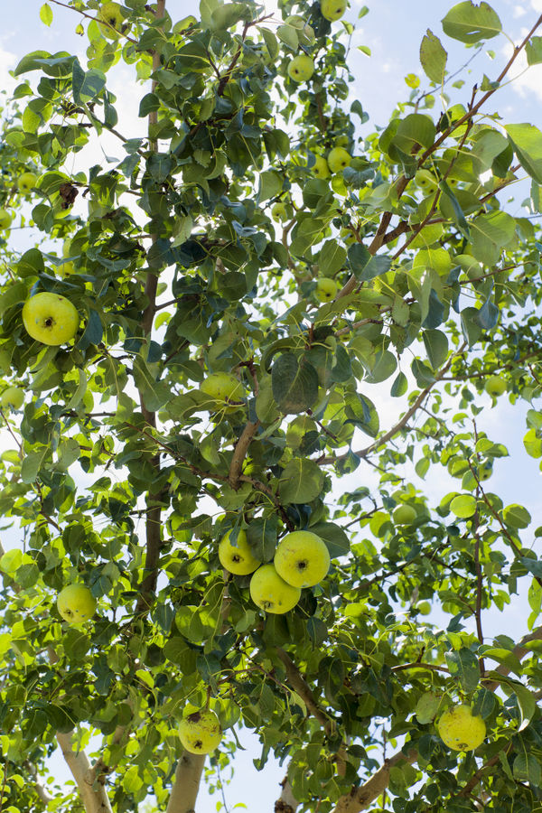 Manzanar War Relocation Center, 2015