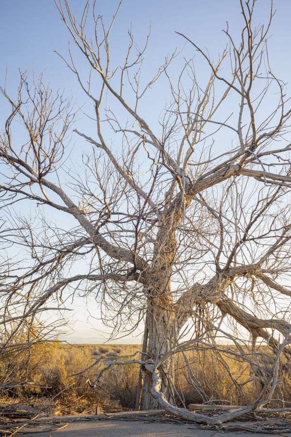 Topaz War Relocation Center, 2025