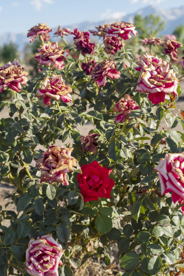 Manzanar War Relocation Center, 2025