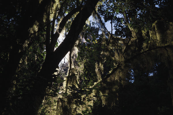 Paul Weinberg, Thate Vonde, a sacred forest of the Vha-Venda people, where all chiefs and royalty are buried near Makhado, Limpopo, 2019-21