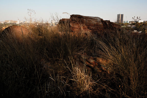 Paul Weinberg, Melville Koppies, one of the few rich prehistoric sites that were left in Johannesburg after the development of gold mines. Today, various spiritual practices of ancestral worship and Zion church services occur at the Koppies, Johannesburg, Gauteng, 2019-21