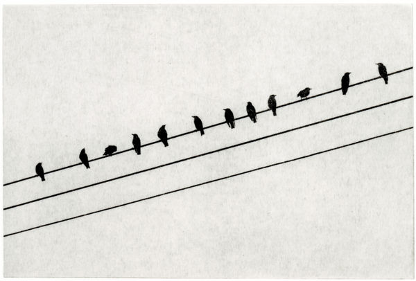 Peter Chater, Birds on a wire, 2025