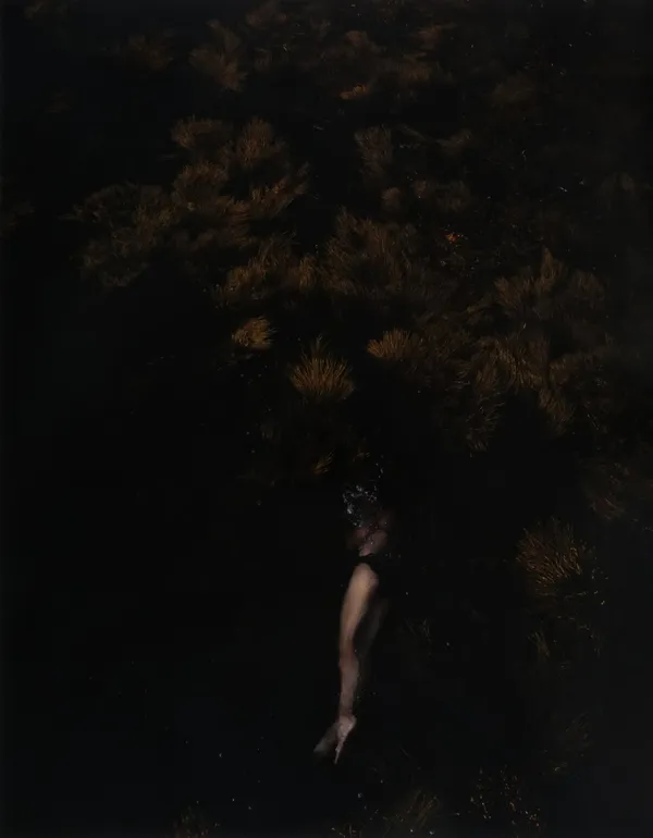 Cig Harvey, Winged Kelp & Rock Weed (Elizabeth), 2025