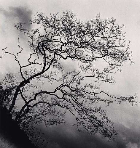 Michael Kenna, Temple Trees, Nara, Honshu, Japan., 2002