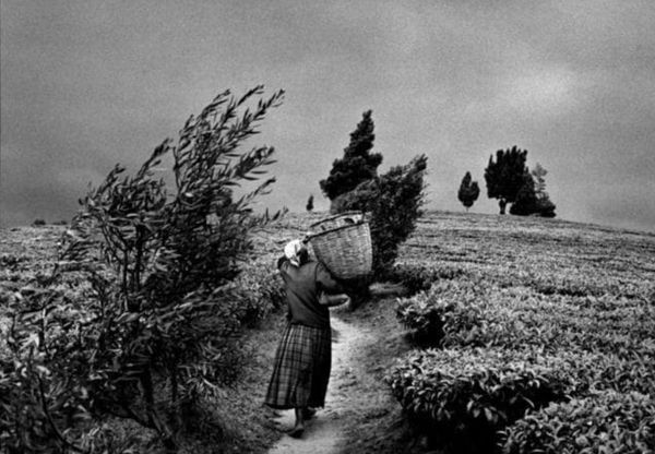 Sebastião Salgado, Gisovo Tea Plantation, Rwanda, Africa, 1991/Printed 2007