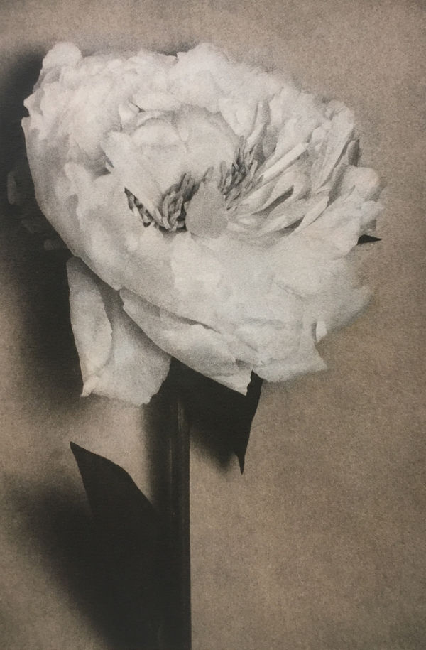 Sheila Metzner, Peony., 1998, printed 2017