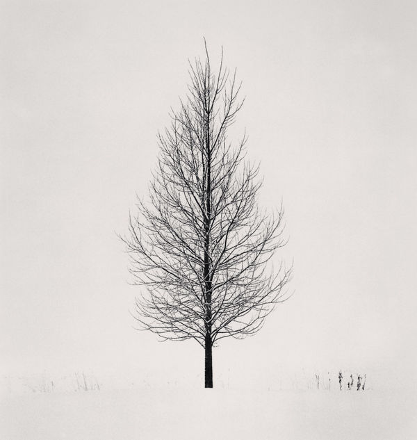 Michael Kenna, Tree Portrait, Study 5, Wakoto, Japan, 2005