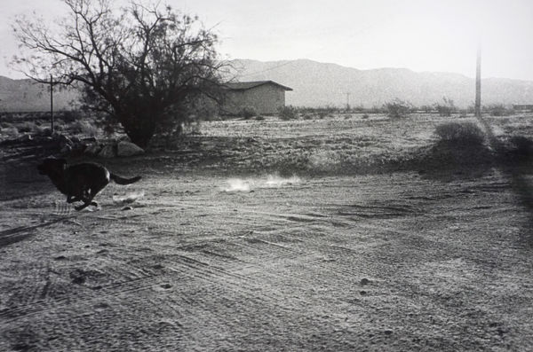 John Divola, From "Dogs Chasing My Car in the Desert", 1996-1998