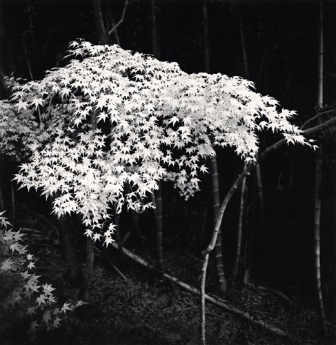 Michael Kenna, Maple Tree in Autumn, Kyoto, Honshu, 2001