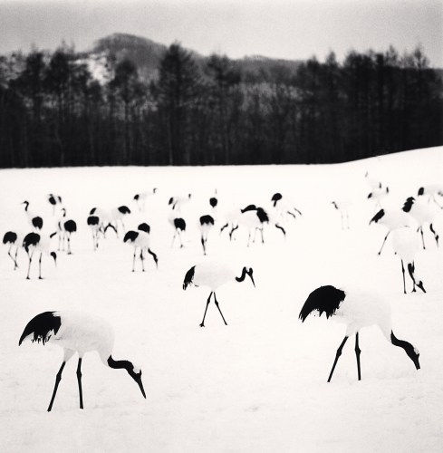 Michael Kenna, Flock of Red Crown Cranes, Tsurui, Hokkaido, Japan., 2005