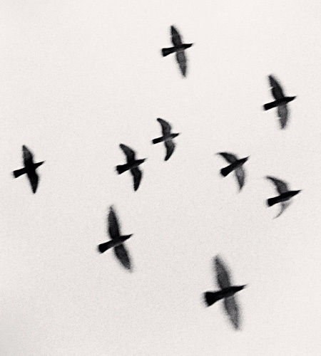 Michael Kenna, Nine Birds, Izumo Taisha, Honshu, 2001