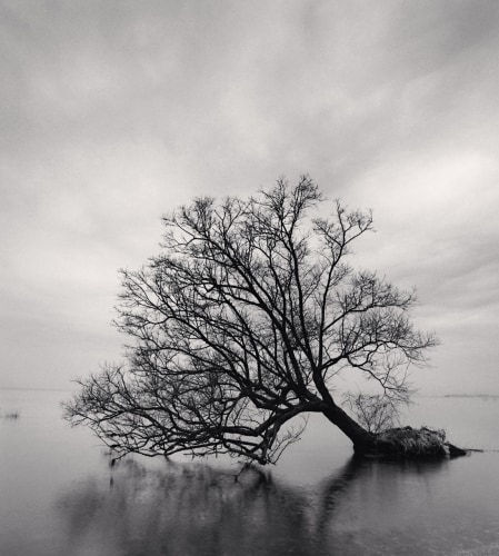 Michael Kenna, Falling Tree, Nagahama, Honshu, Japan., 2002