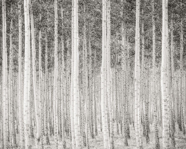 Jeffrey Conley, Poplar Grove, Dusk, Oregon, 2010, printed 2017