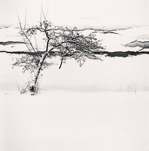 Michael Kenna, Berries and Falling Snow, Furano, Hokkaido, Japan., 2004