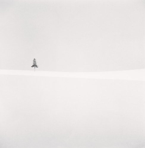 Michael Kenna, Delicate Tree, Furano, Hokkaido, Japan., 2012
