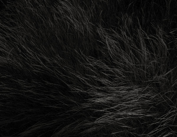 Jeffrey Conley, Grasses in Wind 1, 2020