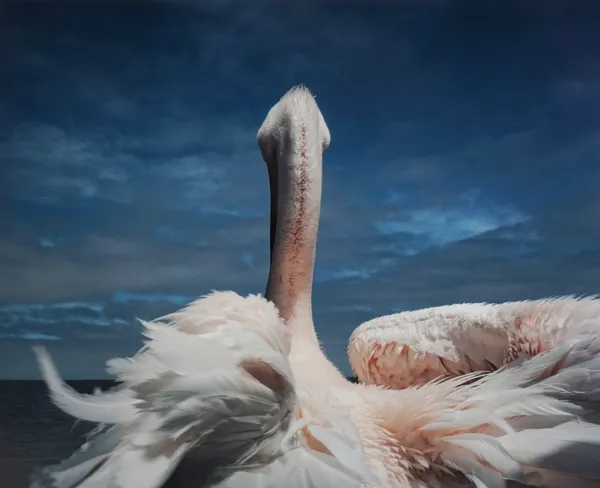 Cig Harvey, Diving Petrel, 2026