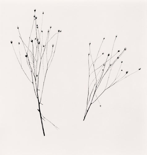Michael Kenna Two Winter Stalks, Biei, Hokkaido, Japan., 2013 Gelatin Silver Print Image 8 x 8, Matted 20" x 16" Edition of 45