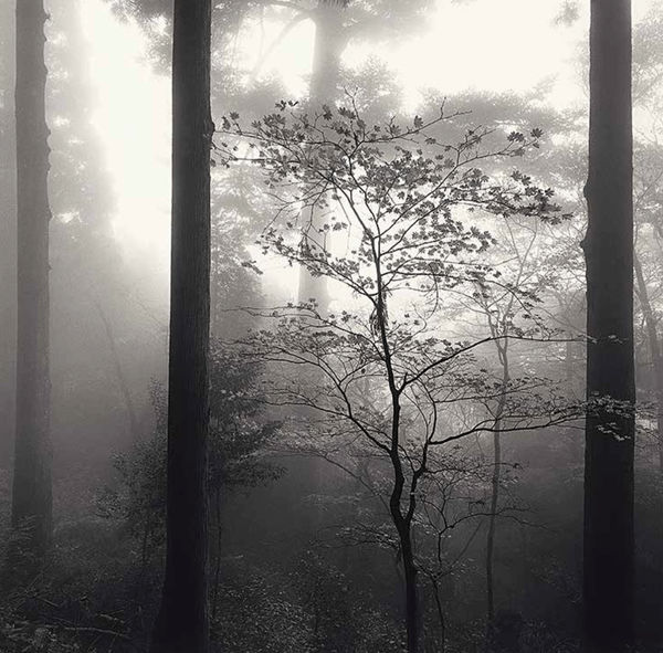 Michael Kenna, Autumn Leaves, Unpenji, Shikoku, 2003