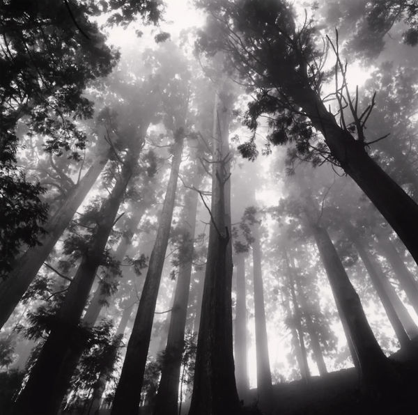 Michael Kenna, Tree Canopy, Shosanji, Tokushima, Shikoku, Japan, 2010