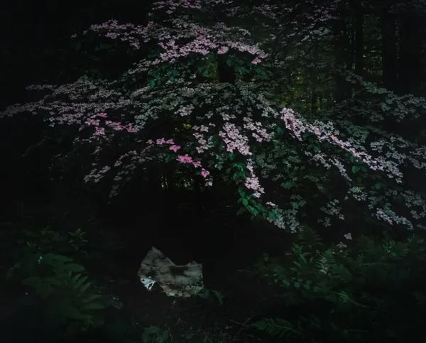 Cig Harvey, Under the Dogwood Tree, 2025