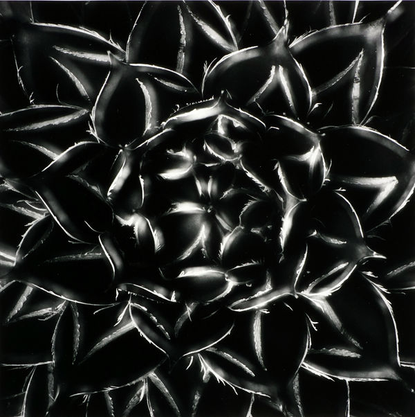Don Worth, Agave Filifera Var. Compacta, CA, 1969 (Printed 2000's)