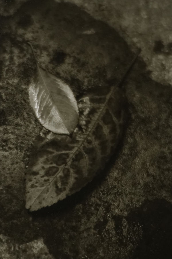 Josef Sudek, The Coming of Autumn, 1939