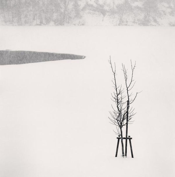 Michael Kenna, Sapling In Snow, Bifuka, Hokkaido, 2004