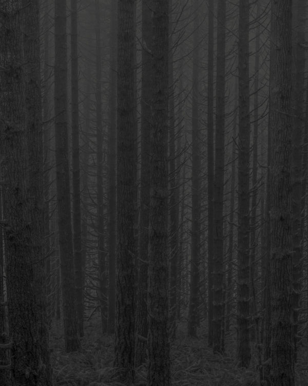 Jeffrey Conley, Morning Fog, Forest, Oregon, 2022, Printed 2025
