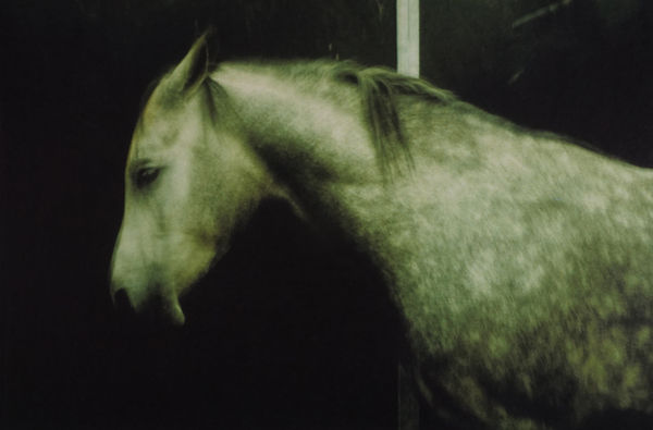 Dolores Marat, Le cheval du salon de l’agriculture, Paris, 1997 (printed later)