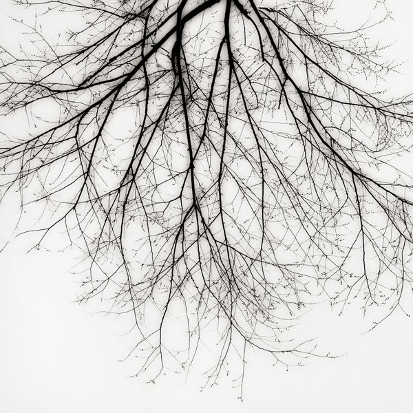 Jeffrey Conley, Branch Canopy, 2011/Printed 2011