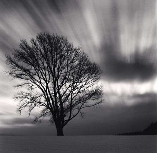 Michael Kenna Philosopher's Tree, Study 3, Biei, Hokkaido, 2009 Gelatin silver print Image 8 x 8 inches Edition of 45