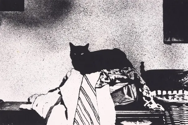 Mavis Pusey, Untitled Portrait of a Cat (Black and White)