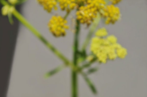 Roberto Pellegrinuzzi, Résonances (27 juin 2015 13:28), 2015