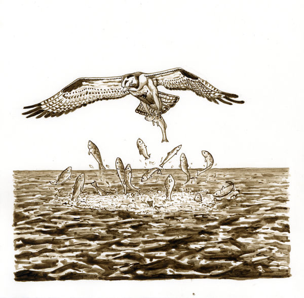 Ripley Whiteside, Osprey & Carp, 2012