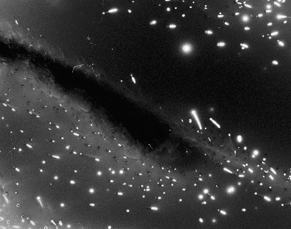 Marie-Jeanne Musiol, Nébuleuses végétales no 9 (Géranium), 2018