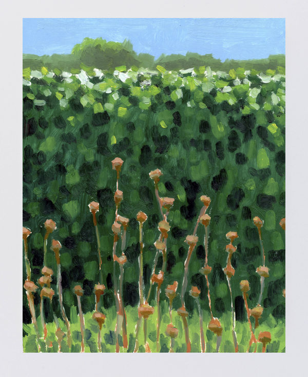 Tomory Dodge, Flower Stalks, 2020