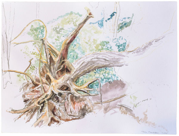 Philip Pearlstein, Cape Cod Uprooted Tree, 2020