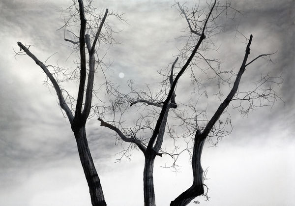 Andres Castellanos, Trees in a Storm