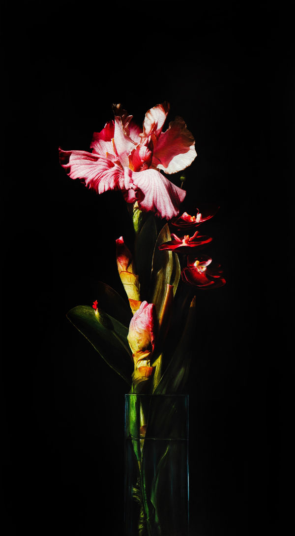 Alexander Sheversky, Pink Iris