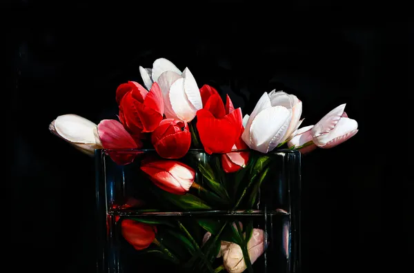 Alexander Sheversky, Tulips