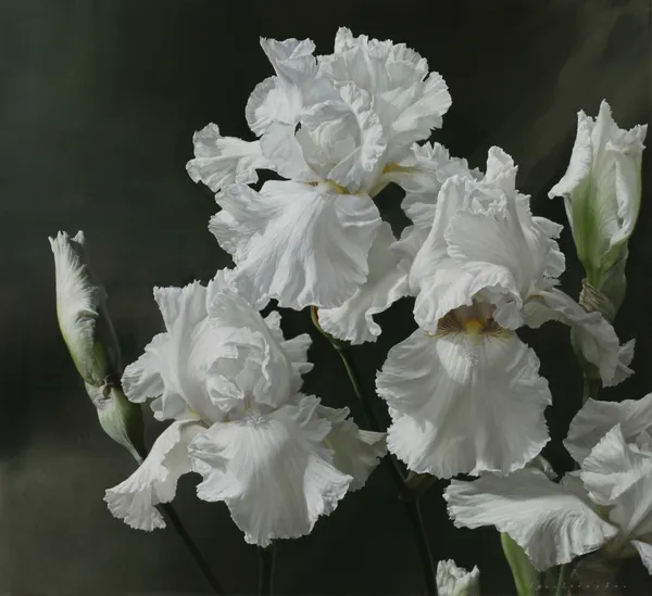 Igor Levashov - White Irises