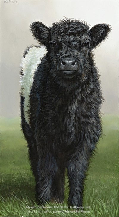 Alexandra Klimas Miniature painting, Bonnie I the Belted Galloway Calf Oil on panel 22 x 12 cm