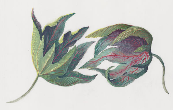 Joiri Minaya Enfolding castor leaves (for Cloaking series, Die Verhüllung, Hamburg, Germany iteration), 2021