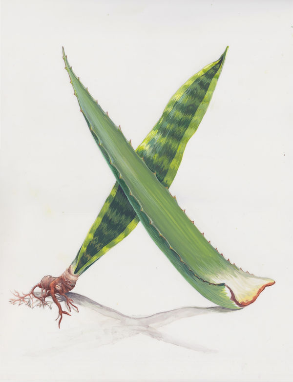 Joiri Minaya Crossed aloe & sansevieria (for Cloaking series, Die Verhüllung, Hamburg, Germany iteration), 2021