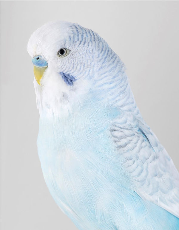 Leila Jeffreys, From the series High Society, Frosty, 2019