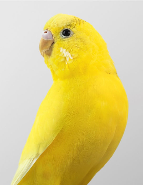 Leila Jeffreys, From the series High Society, Pineapple, 2019