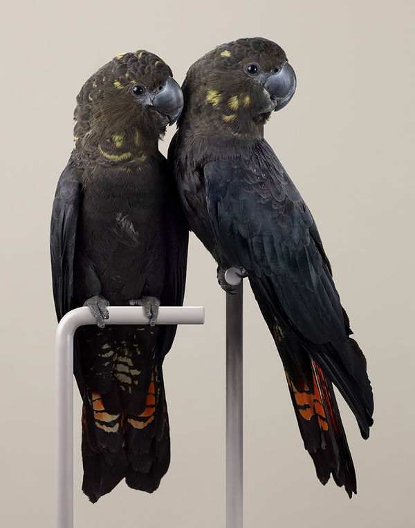 Leila Jeffreys, From the series, The wound is the place where the light enters, Glossy Sisters, 2022