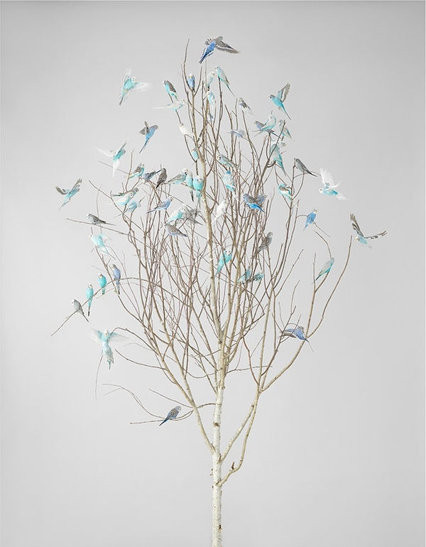 Leila Jeffreys, From the series High Society, Blue Blossoms 2, 2019